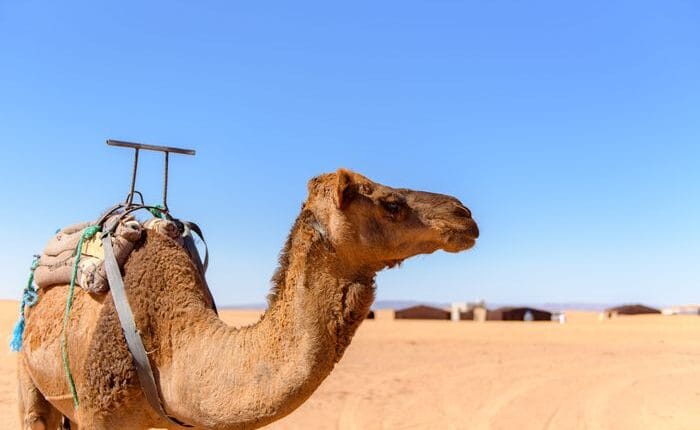 merzouga