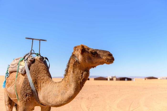 merzouga