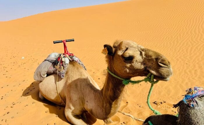 camel in Merzouga