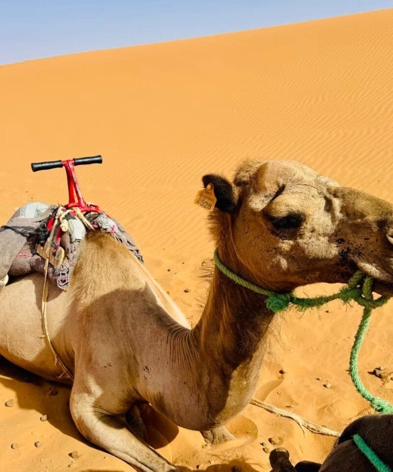 camel in Merzouga