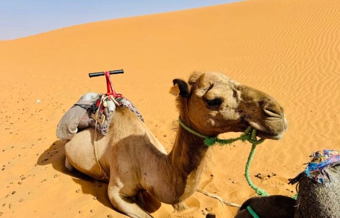 camel in Merzouga