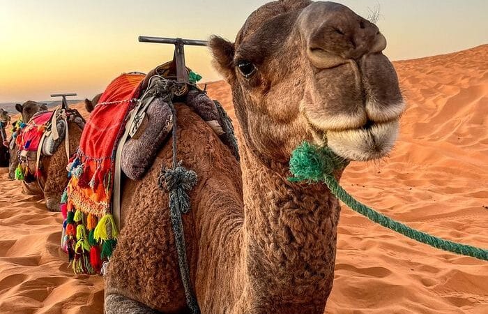 camel ride