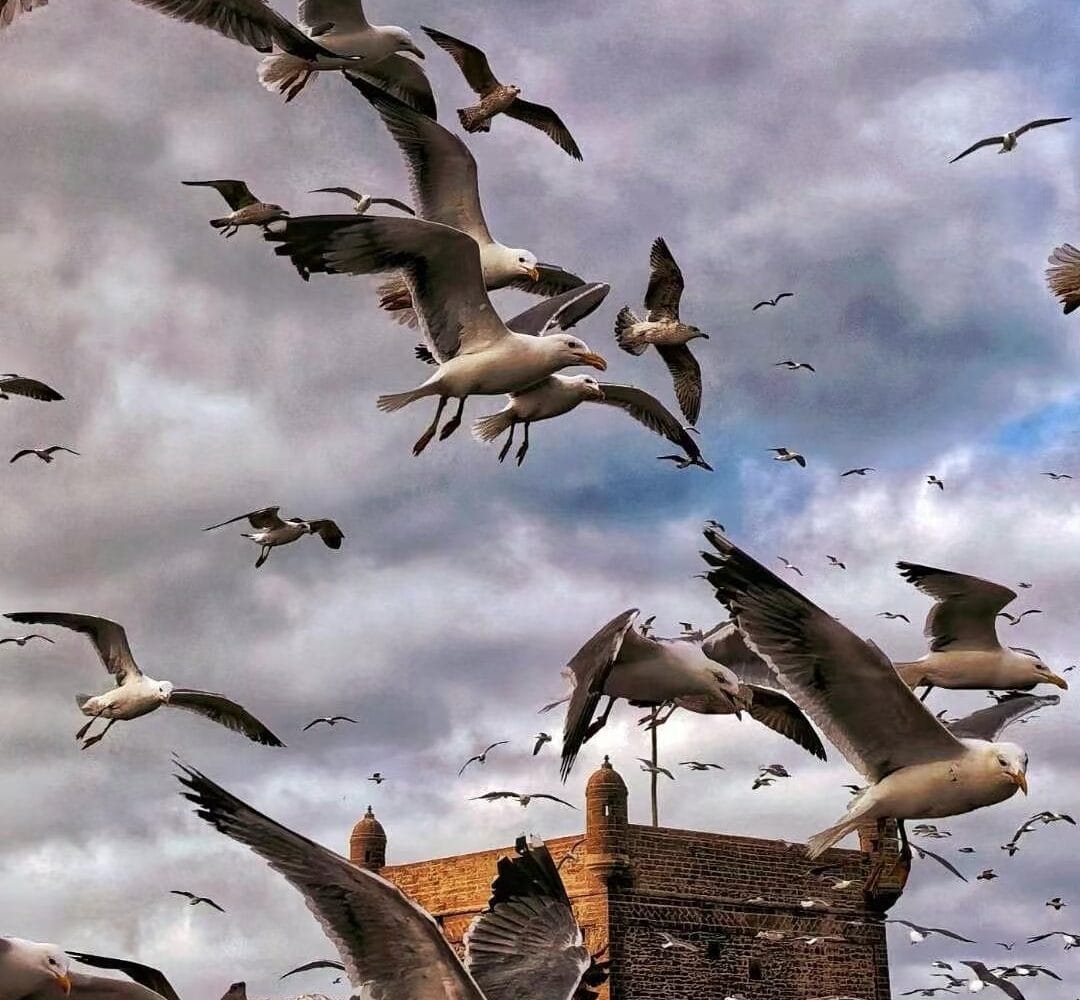 essaouira